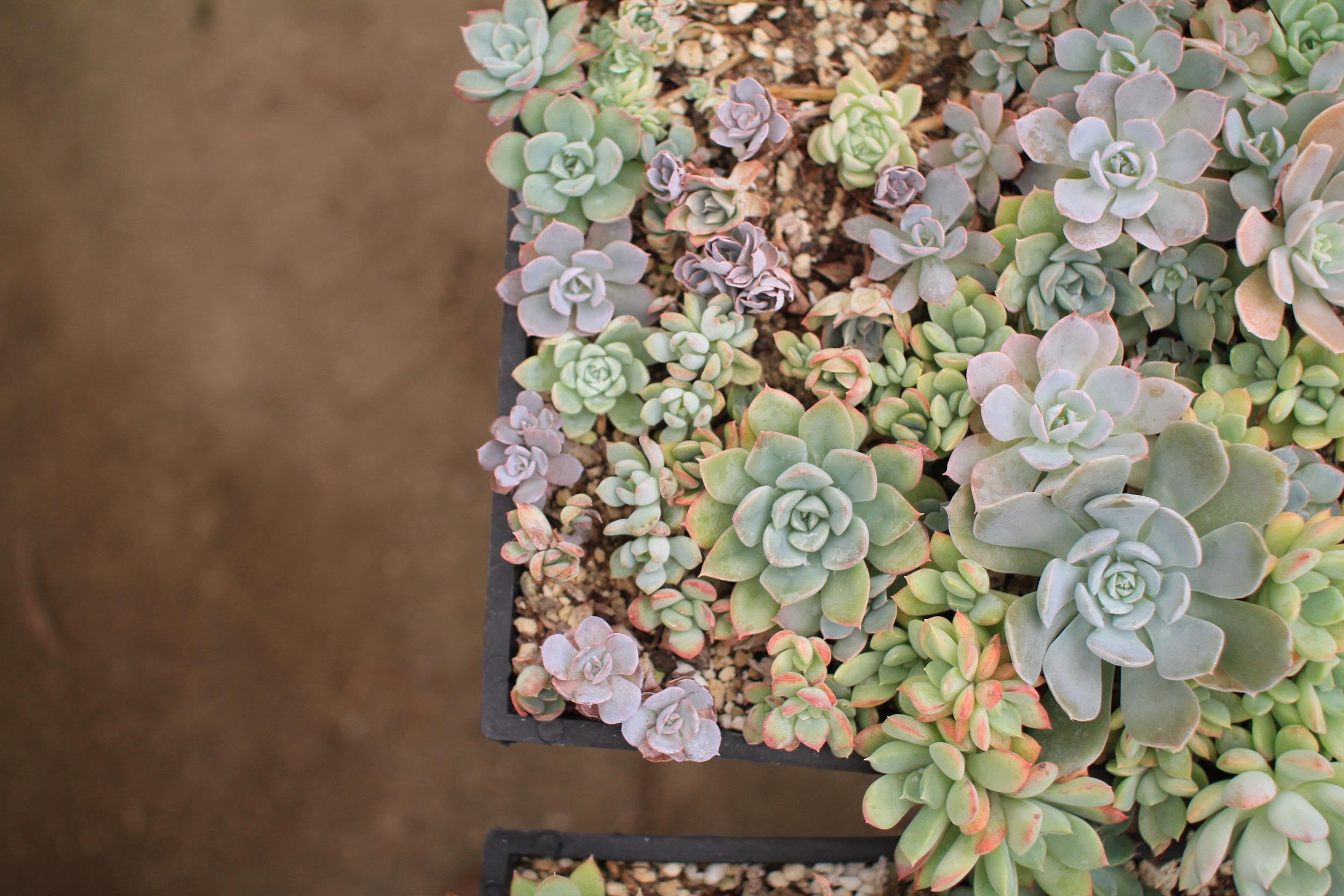 Rancho Vista Nursery in Vista, California. Quality cactus and succulents sold wholesale to the trade and public.